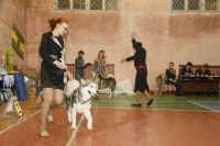 В Туле прошла всероссийская выставка собак, Фото: 39