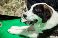 Выставка собак в Туле, Фото: 32