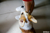 Выставка собак в Туле, Фото: 12