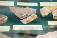 «Миллионы лет под землей»: в Тульском краеведческом музее открылась палеонтологическая выставка, Фото: 7
