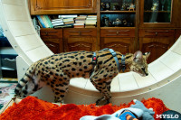Бэби-леопард дома: зачем туляки заводят диких сервалов	, Фото: 8