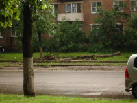 Упавшее дерево в Криволучье, Фото: 6