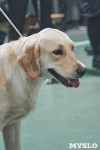 Выставка собак в Туле 26.01, Фото: 72