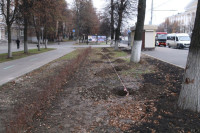 Вдоль веломаршрута «Лев Толстой» начали высаживать липы, Фото: 2