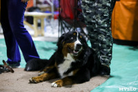 Выставка собак в Туле 14.04.19, Фото: 22