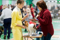 Пражский крысарик, хотошо и кангал: в Туле прошла выставка собак всех пород, Фото: 105