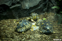 Черепахи в экзотариуме, Фото: 8