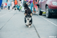 Всероссийская выставка собак в Туле, Фото: 55