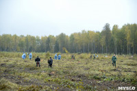 В Веневском районе высажено 24 тысячи сосен, Фото: 5