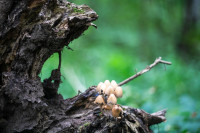 В Ясной Поляне засняли редкий краснокнижный гриб-баран, Фото: 2