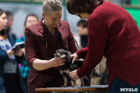 Пражский крысарик, хотошо и кангал: в Туле прошла выставка собак всех пород, Фото: 7