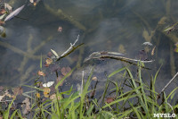 Туляки сообщают о массовой гибели уток в Платоновском парке, Фото: 12