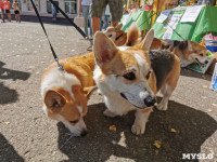 Фестиваль помощи животным в Центральном парке, Фото: 27
