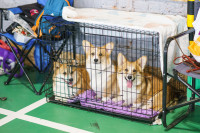 Выставка собак, Фото: 58