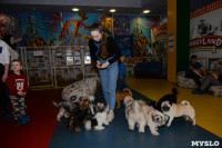 Выставка собак DogLand, Фото: 1