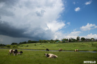 Коровы, свиньи и горы навоза в деревне Кукуй: Роспотреб требует запрета деятельности токсичной фермы, Фото: 31