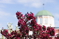 Цветущая Тула, Фото 1