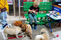 Догги Лэнд: в Туле открылся Дом маленьких собачек , Фото: 56