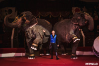 «Шоу Слонов» в Тульском цирке, Фото: 27