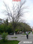 «Сушняк-2019 Тула». Городской хит-парад засохших деревьев, Фото: 167