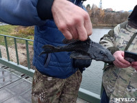 В Венёве под мостом поймали необычную рыбу, Фото: 1