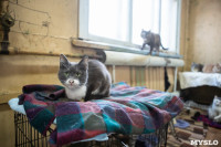Волонтеры спасли кошек из адской квартиры, Фото: 14