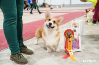 Сиба-ину, шпицы и алабаи: в Туле состоялась выставка собак, Фото: 14
