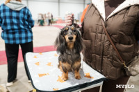 Сиба-ину, шпицы и алабаи: в Туле состоялась выставка собак, Фото: 12