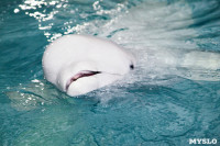 Дельфинарий в Туле, Фото: 6
