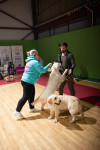 В Туле прошла выставка собак всех пород, Фото: 116