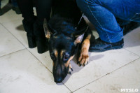 Выставка собак в Туле, Фото: 70