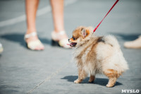 Всероссийская выставка собак в Туле: серьезные сенбернары, изящные пудели и милые шпицы, Фото: 34