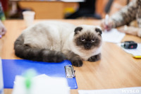 В Туле прошла выставка «Пряничные кошки» , Фото: 90