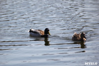 На пруду в тульском Скуратово поселились редкие птицы, Фото: 1
