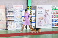 Выставка собак, Фото: 13