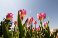 В Туле расцвели тюльпаны, Фото: 54