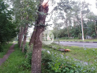 Ветер повалил деревья в Туле, Фото: 3