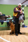 В Туле прошла выставка собак всех пород, Фото: 45