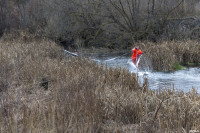 Операция «Ангельские крылья»: тульские водолазы и жители спасли лебедя, Фото: 36