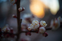 В Туле зацвела вишня и тюльпаны, Фото: 2