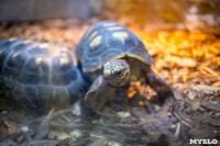Черепахи в экзотариуме, Фото: 36