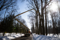 В Белоусовском парке спиливают деревья, Фото: 8