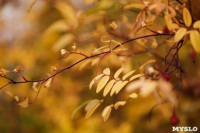 Золотая осень по-тульски, Фото: 129