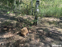 Из-за отдыхающих Кондуки могут лишиться деревьев, Фото: 1