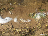 В Черепетском водохранилище массово погибла рыба, Фото: 8