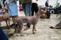 Сиба-ину, шпицы и алабаи: в Туле состоялась выставка собак, Фото: 41