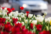 В Туле расцвели тюльпаны, Фото: 19