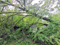Упало дерево на машины, Фото: 9