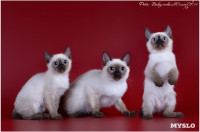 Кошки породы Скиф-той-боб, Фото: 10