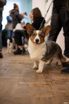Выставка собак в ДК "Косогорец", Фото: 102